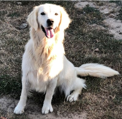 Étalon Golden Retriever - Reyna Des légendes celtiques