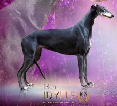 Étalon Greyhound - CH. Précieuse idylle Ad honores