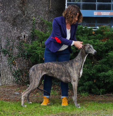 Étalon Greyhound - Un brin d'audace Des dames du lac