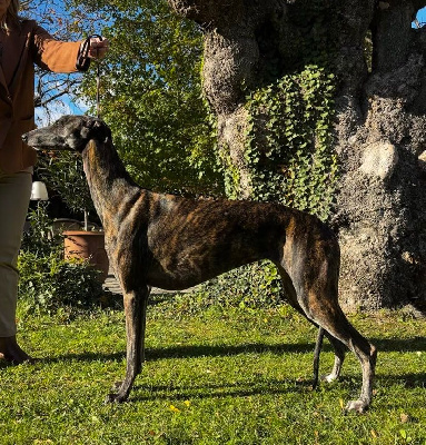 Étalon Greyhound - Siyanah des sables d elodie