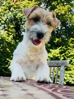 Étalon Jack Russell Terrier - Jokister So handsome boy luca