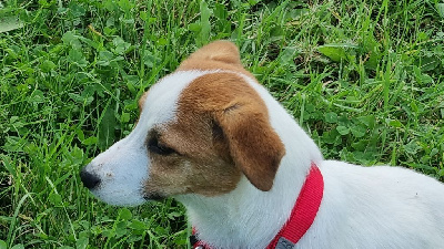 Étalon Jack Russell Terrier - Untel Du logis de beaumanoir
