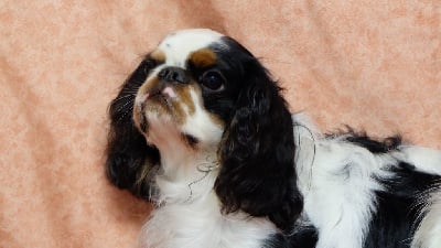 Étalon King Charles Spaniel - Tangram Des Rochers D'agerna