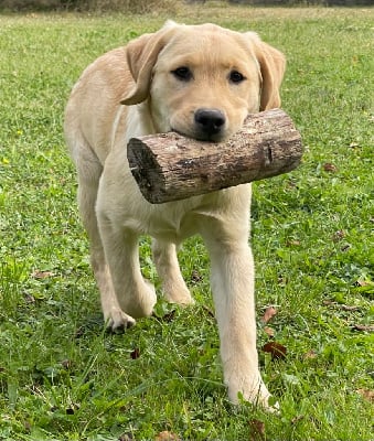 Étalon Labrador Retriever - Nightson Under the moon