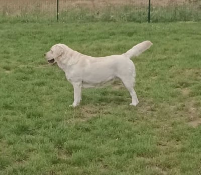 Étalon Labrador Retriever - Roxanne De La Foret Des Pyramides