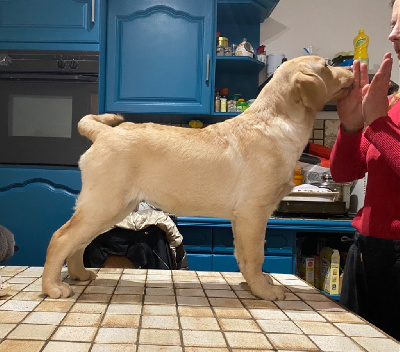 Étalon Labrador Retriever - Utha Des Yeux Doux