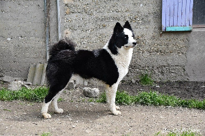 Étalon Laika de iakoutie - prolife Zigzag