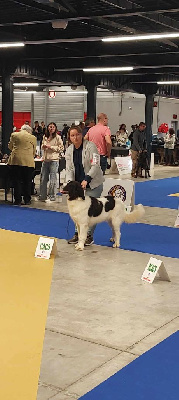 Étalon Landseer type continental europeen - Ultra Du Domaine Du Boutlande