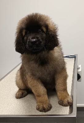 Étalon Leonberger - Unanime Des Gardiens Des Lions