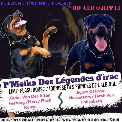 Étalon Rottweiler - Pmeika Des Légendes D'Irac
