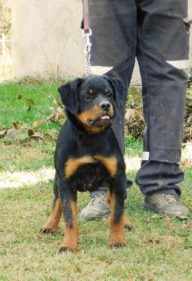 Étalon Rottweiler - U'targa of royal musketeers