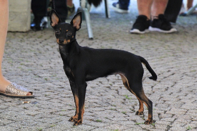 Étalon Russkiy Toy (Petit Chien Russe) - Lunae Lumen (Sans Affixe)