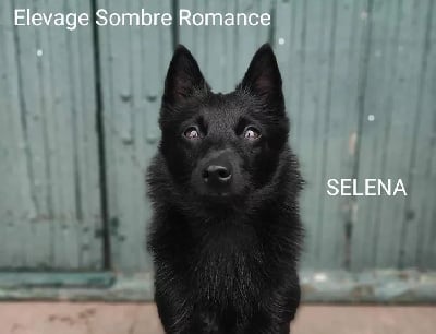 Étalon Schipperke - Selena du mont de la chenaie