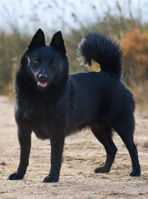 Étalon Schipperke - pieni susi T'es boum boum