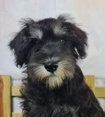 Étalon Schnauzer miniature - Uguette du mont de la chenaie