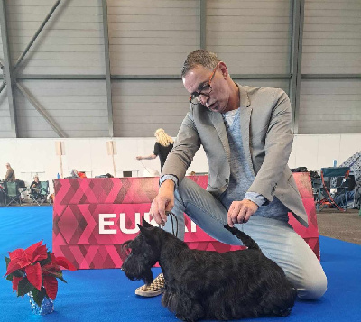 Étalon Scottish Terrier - CH. Testarossa Della Roccacia di Modigliana