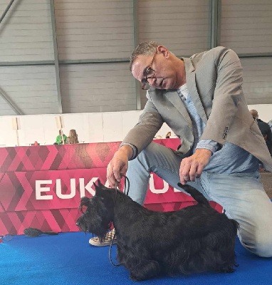 Étalon Scottish Terrier - CH. Taratata Della Roccacia di Modigliana