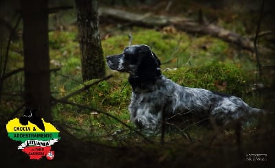 Étalon Setter Anglais - Sia des Pays de Loire