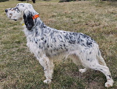 Étalon Setter Anglais - Thor du mas des Vernets