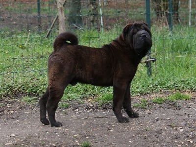 Étalon Shar Pei - vigelais Totoro mon voisin québécois