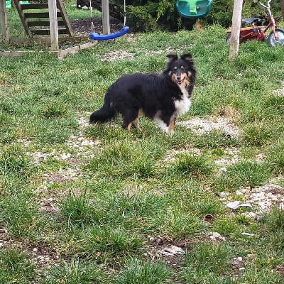 Étalon Shetland Sheepdog - Pipper Des Gardiens Du Flot Bleu