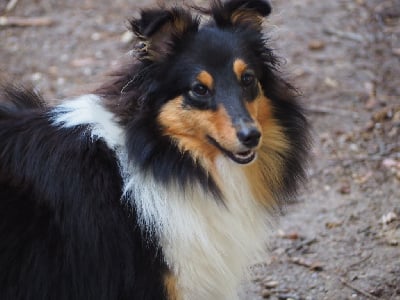 Étalon Shetland Sheepdog - Shana (Sans Affixe)