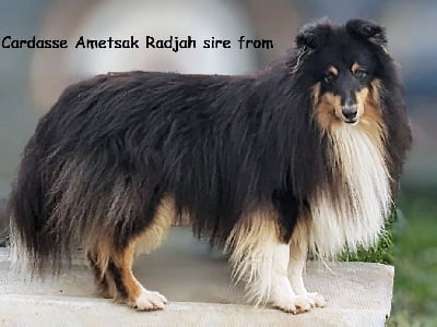 Étalon Shetland Sheepdog - Cardasse Ametsak Radjah sire from