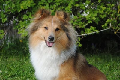 Étalon Shetland Sheepdog - Shanel De L'odyssée Des Deux Forbans