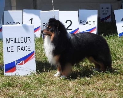 Étalon Shetland Sheepdog - CH. Rebelle de la vie des Diablotins de Nooch