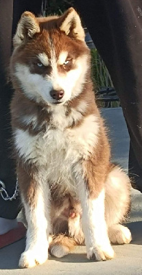 Étalon Siberian Husky - Totem Of watson lake