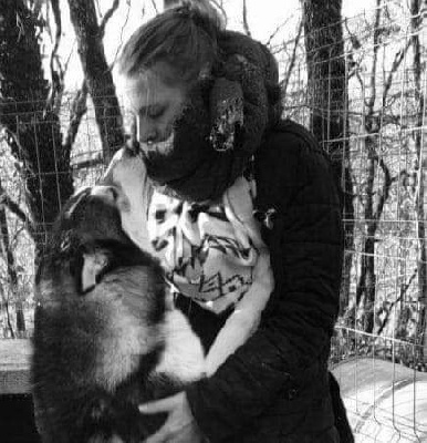 Étalon Siberian Husky - Odin de Youskaille