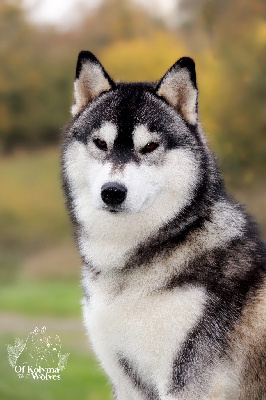 Étalon Siberian Husky - Topki timinus Of Kolyma Wolves