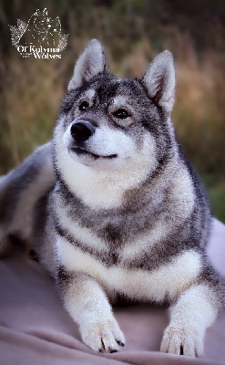 Étalon Siberian Husky - Uilo Of Kolyma Wolves