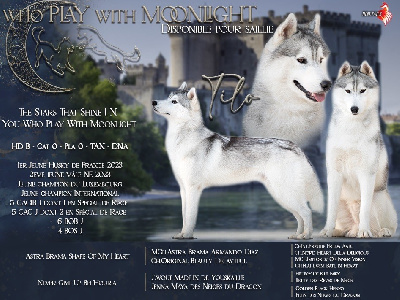 Étalon Siberian Husky - The stars that shine in you Who Play With Moonlight