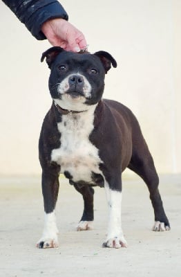 Étalon Staffordshire Bull Terrier - Scarlette Du Castel Des Petits Coeurs