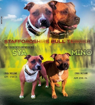 Étalon Staffordshire Bull Terrier - Sya Forgiveness American Dog
