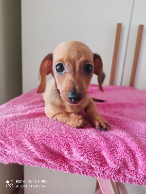 Étalon Teckel poil ras - Peter italian dachs Dei Bordigotti