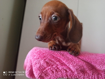 Étalon Teckel poil ras - Patrick irish dachs Dei Bordigotti