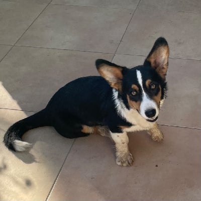 Étalon Welsh Corgi Cardigan - Uyoupy des fideles de la chataigneraie