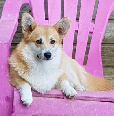 Étalon Welsh Corgi Pembroke - R'mess des Terres de Groie