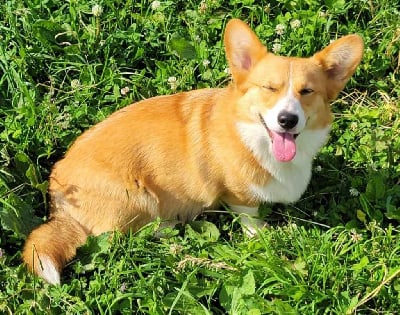 Étalon Welsh Corgi Pembroke - Triumph des bergers de rocamadour