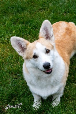 Étalon Welsh Corgi Pembroke - Aenor's Storm un a tea cup