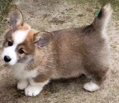 Étalon Welsh Corgi Pembroke - Urus mansory du Queyreloup