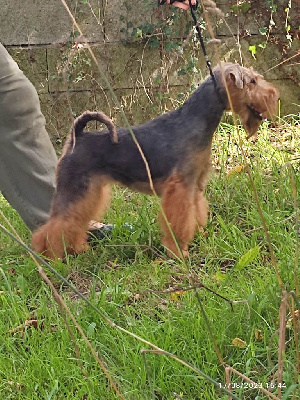 Étalon Welsh Terrier - Edith piaf cetno terriers