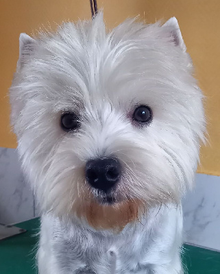 Étalon West Highland White Terrier - Scarlett des vents d'Eole