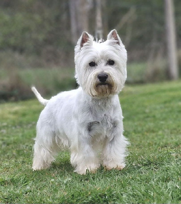 Étalon West Highland White Terrier - R romeo (Sans Affixe)