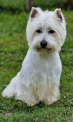 Étalon West Highland White Terrier - Priska De Whities West