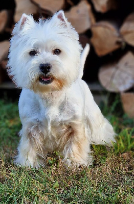 Étalon West Highland White Terrier - Raya De Whities West