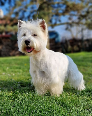 Étalon West Highland White Terrier - Topaz du domaine du val de lucy
