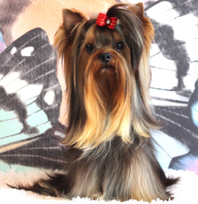 Étalon Yorkshire Terrier - Tip-top sweet princess